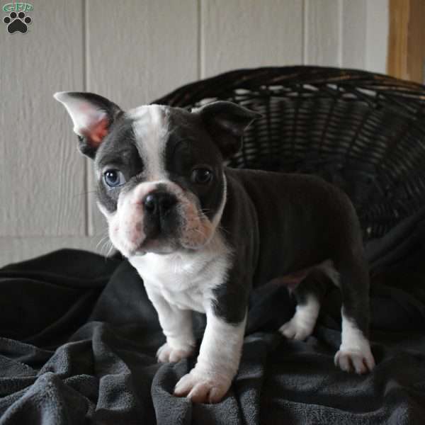 Reno, Frenchton Puppy